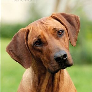 Meet your Posher, Robert